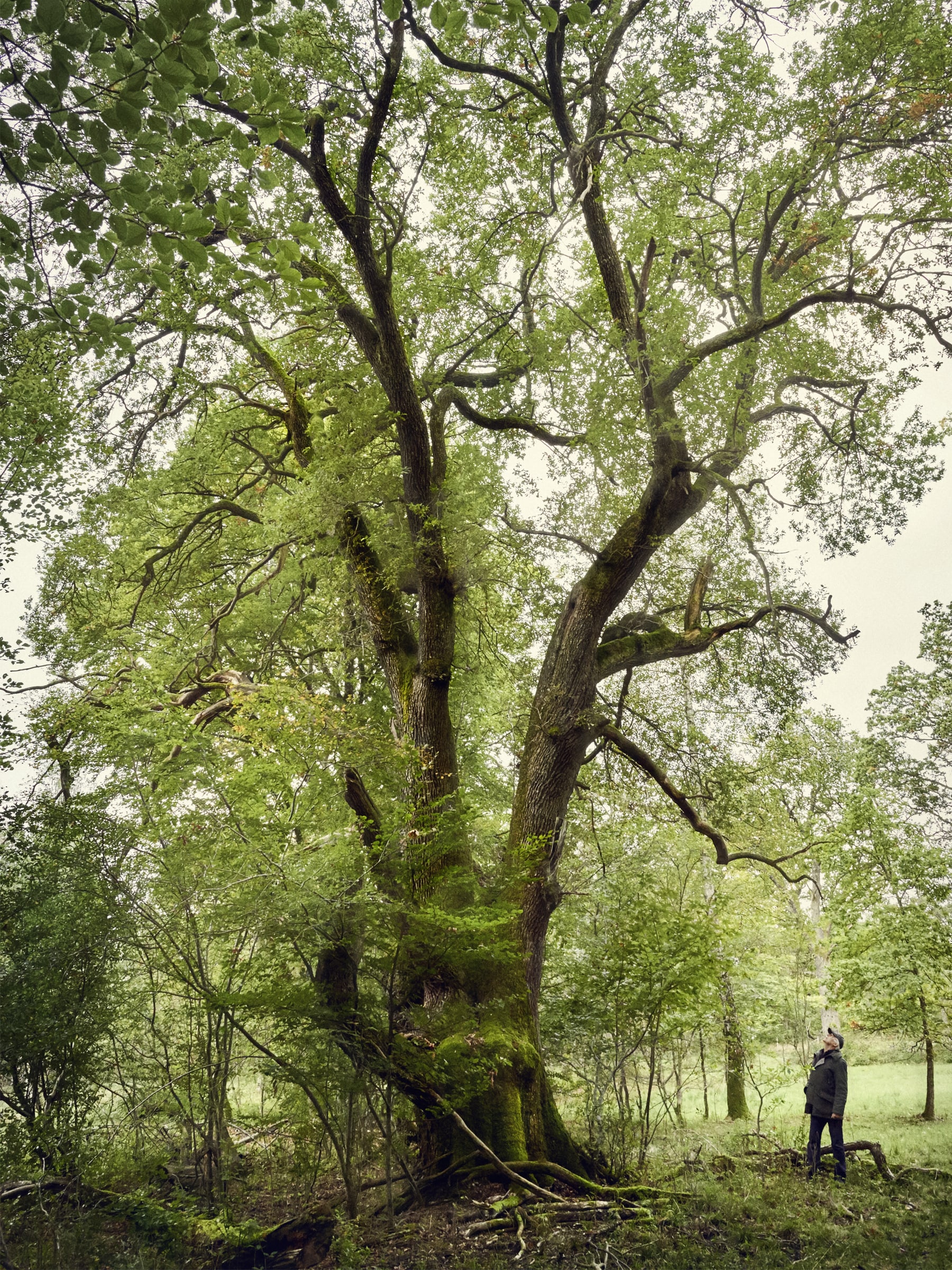 The tree: the origin of our creations