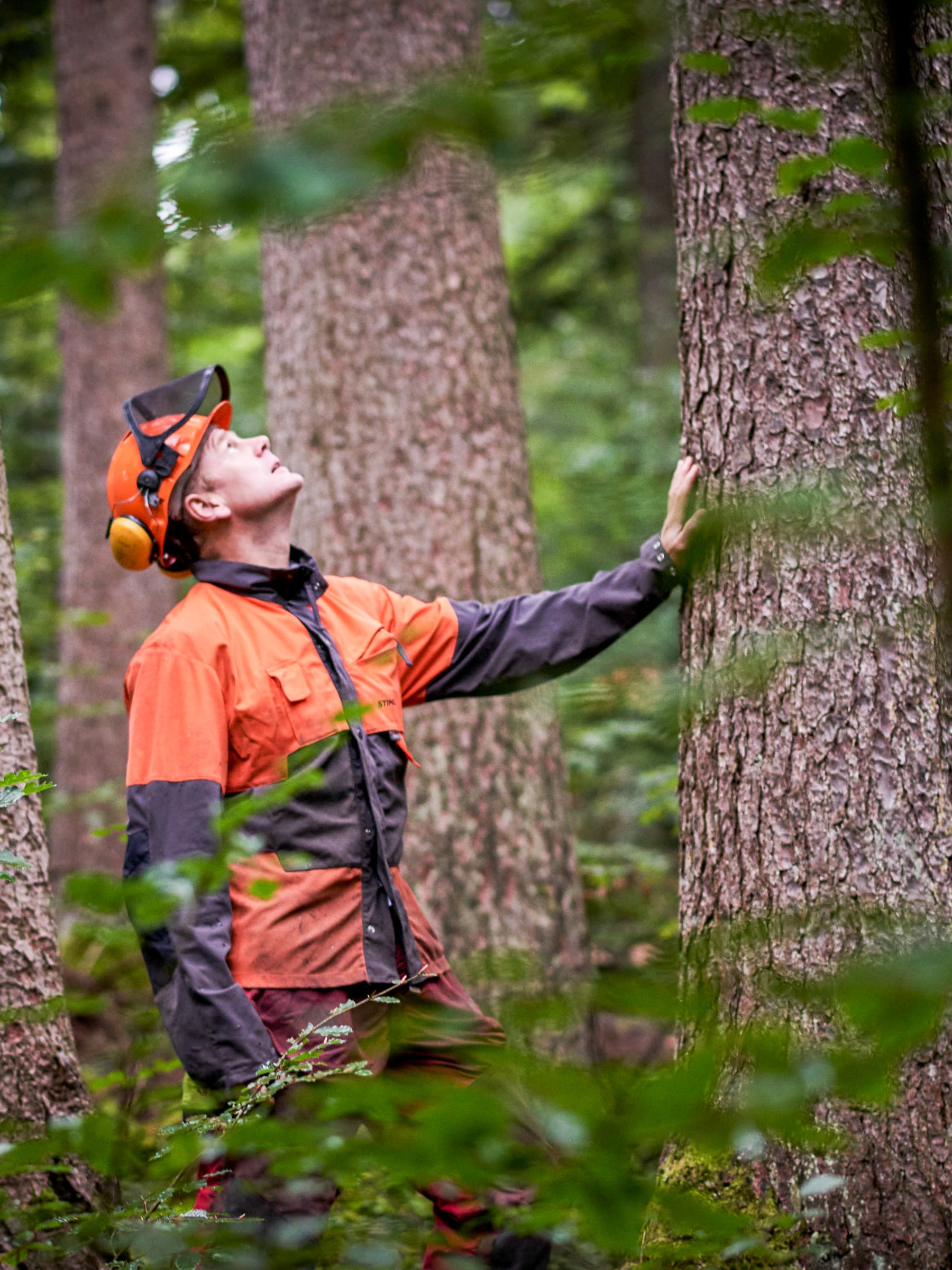 « Nous achetons exclusivement du bois issu de sylviculture pérenne...